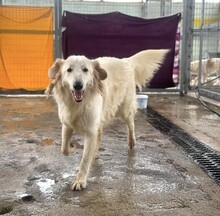 GORDO, Hund, Mischlingshund in Griechenland - Bild 1