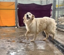 GORDO, Hund, Mischlingshund in Griechenland - Bild 2