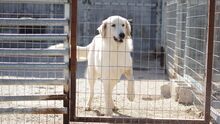 GORDO, Hund, Mischlingshund in Griechenland - Bild 3