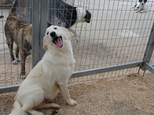 GORDO, Hund, Mischlingshund in Griechenland - Bild 4