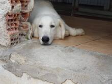 GORDO, Hund, Mischlingshund in Griechenland - Bild 5