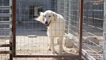 GORDO, Hund, Mischlingshund in Griechenland - Bild 6