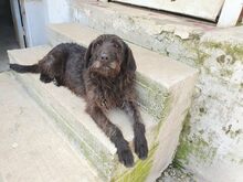 BLACKY, Hund, Mischlingshund in Griechenland - Bild 2
