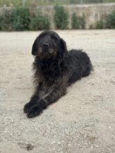 BLACKY, Hund, Mischlingshund in Griechenland - Bild 5