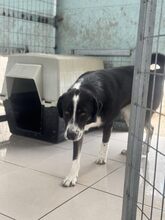 JESSY, Hund, Mischlingshund in Griechenland - Bild 3