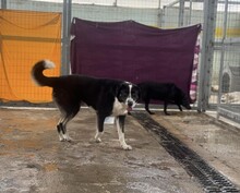 JESSY, Hund, Mischlingshund in Griechenland - Bild 4