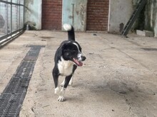 JESSY, Hund, Mischlingshund in Griechenland - Bild 5