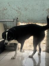 JESSY, Hund, Mischlingshund in Griechenland - Bild 6