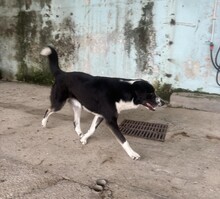 JESSY, Hund, Mischlingshund in Griechenland - Bild 8