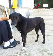 ANUSCHKA, Hund, Mischlingshund in Griechenland - Bild 1