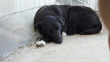 ANUSCHKA, Hund, Mischlingshund in Griechenland - Bild 2