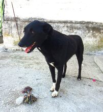 ANUSCHKA, Hund, Mischlingshund in Griechenland - Bild 3