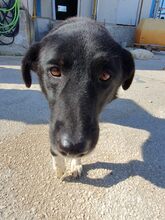 ANUSCHKA, Hund, Mischlingshund in Griechenland - Bild 5