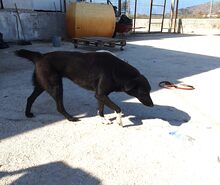 ANUSCHKA, Hund, Mischlingshund in Griechenland - Bild 6