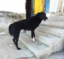 ANUSCHKA, Hund, Mischlingshund in Griechenland - Bild 7