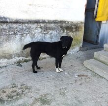 ANUSCHKA, Hund, Mischlingshund in Griechenland - Bild 8