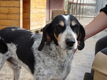JOHN, Hund, Mischlingshund in Griechenland - Bild 1