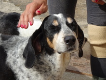 JOHN, Hund, Mischlingshund in Griechenland - Bild 2