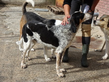 JOHN, Hund, Mischlingshund in Griechenland - Bild 3