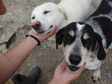 JOHN, Hund, Mischlingshund in Griechenland - Bild 4