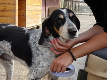 JOHN, Hund, Mischlingshund in Griechenland - Bild 5