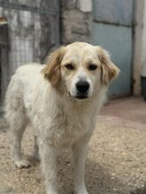 MARGO, Hund, Mischlingshund in Griechenland - Bild 1