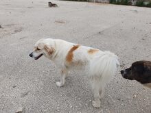 MARGO, Hund, Mischlingshund in Griechenland - Bild 2