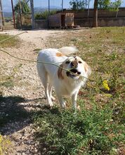 MARGO, Hund, Mischlingshund in Griechenland - Bild 3