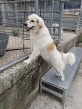 MARGO, Hund, Mischlingshund in Griechenland - Bild 4