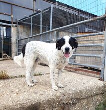 MARIOS, Hund, Mischlingshund in Griechenland - Bild 2