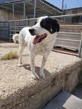 MARIOS, Hund, Mischlingshund in Griechenland - Bild 3