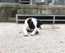 MARIOS, Hund, Mischlingshund in Griechenland - Bild 4