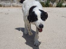 MARIOS, Hund, Mischlingshund in Griechenland - Bild 5