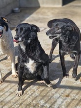 FONTE, Hund, Mischlingshund in Italien - Bild 3
