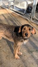 BROWNIE, Hund, Mischlingshund in Griechenland - Bild 5