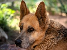 FALCO, Hund, Deutscher Schäferhund in Italien - Bild 1