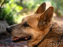 FALCO, Hund, Deutscher Schäferhund in Italien - Bild 2