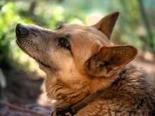 FALCO, Hund, Deutscher Schäferhund in Italien - Bild 3