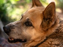 FALCO, Hund, Deutscher Schäferhund in Italien - Bild 4