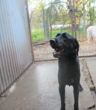 MORZSIKA, Hund, Mischlingshund in Ungarn - Bild 6