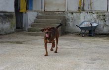 BUDDY, Hund, Mischlingshund in Griechenland - Bild 2