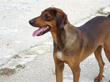 BUDDY, Hund, Mischlingshund in Griechenland - Bild 5