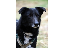 CALLIE, Hund, Mischlingshund in Bochum