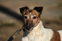 FRIDA, Hund, Mischlingshund in Ungarn