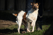 FRIDA, Hund, Mischlingshund in Ungarn - Bild 2