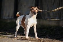 FRIDA, Hund, Mischlingshund in Ungarn - Bild 3