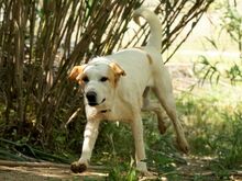 URSA, Hund, Mischlingshund in Italien - Bild 11