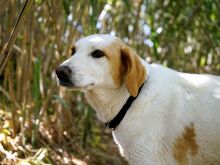 URSA, Hund, Mischlingshund in Italien - Bild 12