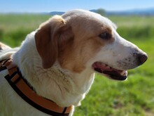 URSA, Hund, Mischlingshund in Hasselroth - Bild 19