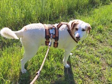 URSA, Hund, Mischlingshund in Hasselroth - Bild 20